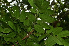 Dysoxylum hongkongense