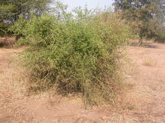 Capparis erythrocarpos