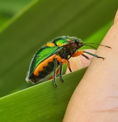 Lampromicra senator