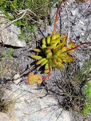 Crassula nudicaulis