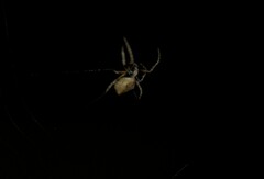 Hortophora