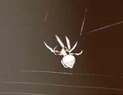 Hortophora
