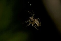 Hortophora