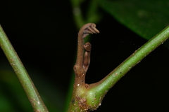 Dysoxylum hongkongense