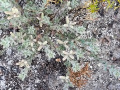 Indigofera glomerata