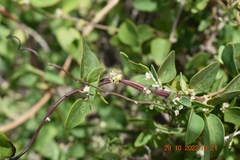 Cissampelos capensis