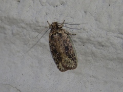 Agonopterix pulvipennella