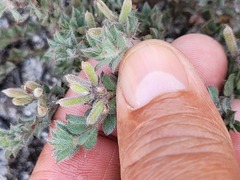 Indigofera glomerata