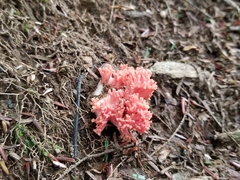 Ramaria araiospora