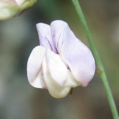 Lathyrus graminifolius