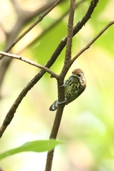 Picumnus innominatus