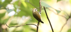 Picumnus innominatus