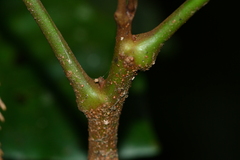 Dysoxylum hongkongense