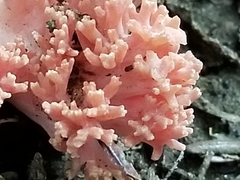 Ramaria araiospora
