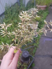 Cerastium glomeratum