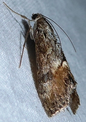 Evergestis subterminalis