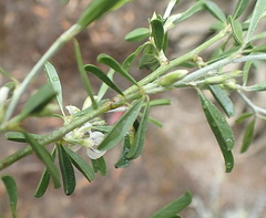 Psoralea candicans