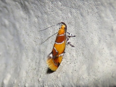Epicallima argenticinctella