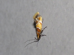 Epicallima argenticinctella