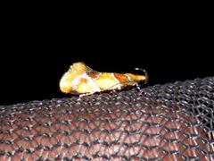 Epicallima argenticinctella