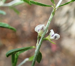 Psoralea candicans