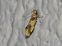 Epicallima argenticinctella