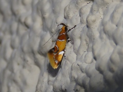 Epicallima argenticinctella