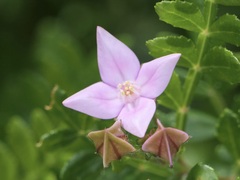 Boronia alata