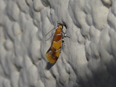 Epicallima argenticinctella