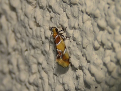 Epicallima argenticinctella