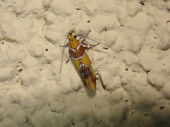 Epicallima argenticinctella