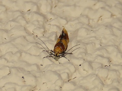 Epicallima argenticinctella