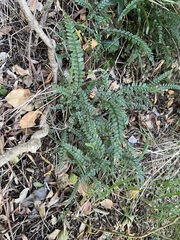 Adiantum hispidulum