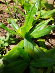 Eryngium foetidum