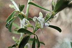 Psoralea candicans