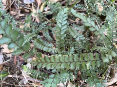 Adiantum hispidulum