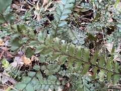 Adiantum hispidulum