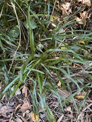Pyrrosia confluens