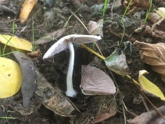 Psathyrella