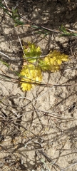 Lichtensteinia latifolia