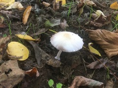Psathyrella