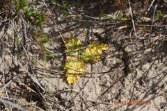 Lichtensteinia latifolia