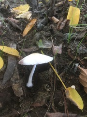 Psathyrella