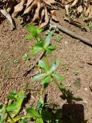 Rubieae