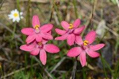 Thelymitra × macmillanii