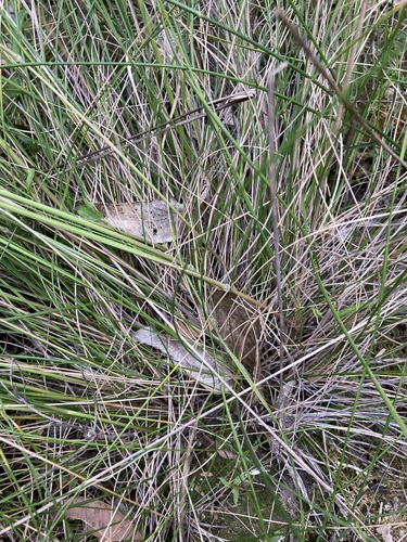 Image of Austrostipa rudis by (c) Thomas Mesaglio, some rights reserved (CC BY)