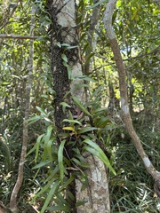 Pyrrosia confluens