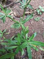 Eryngium foetidum