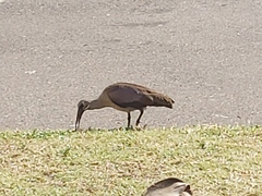 Bostrychia hagedash hagedash