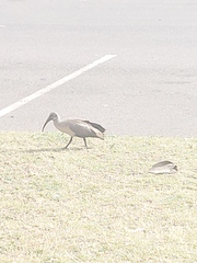 Bostrychia hagedash hagedash